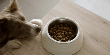 Create Pets Feeding Schedule