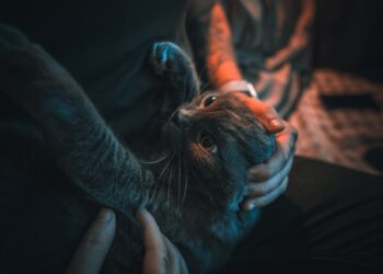 Help Grieving Pet After Loss