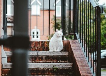 Pet-Friendly Home Designing Tips