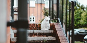 Pet-Friendly Home Designing Tips