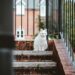 Pet-Friendly Home Designing Tips