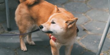 Understand Dog Bark