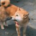 Understand Dog Bark