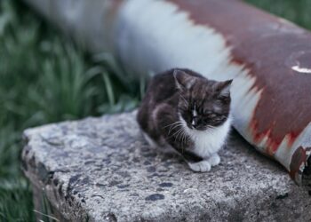 Deal With Destructive Pet