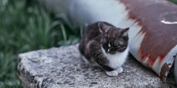 Deal With Destructive Pet